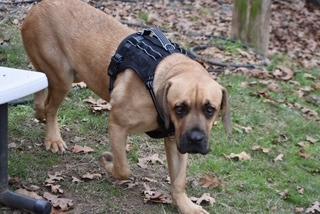 Odin, a Adoptable mixed breed in Sherwood, AR image 5/6