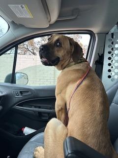 Odin, a Adoptable mixed breed in Sherwood, AR image 6/6