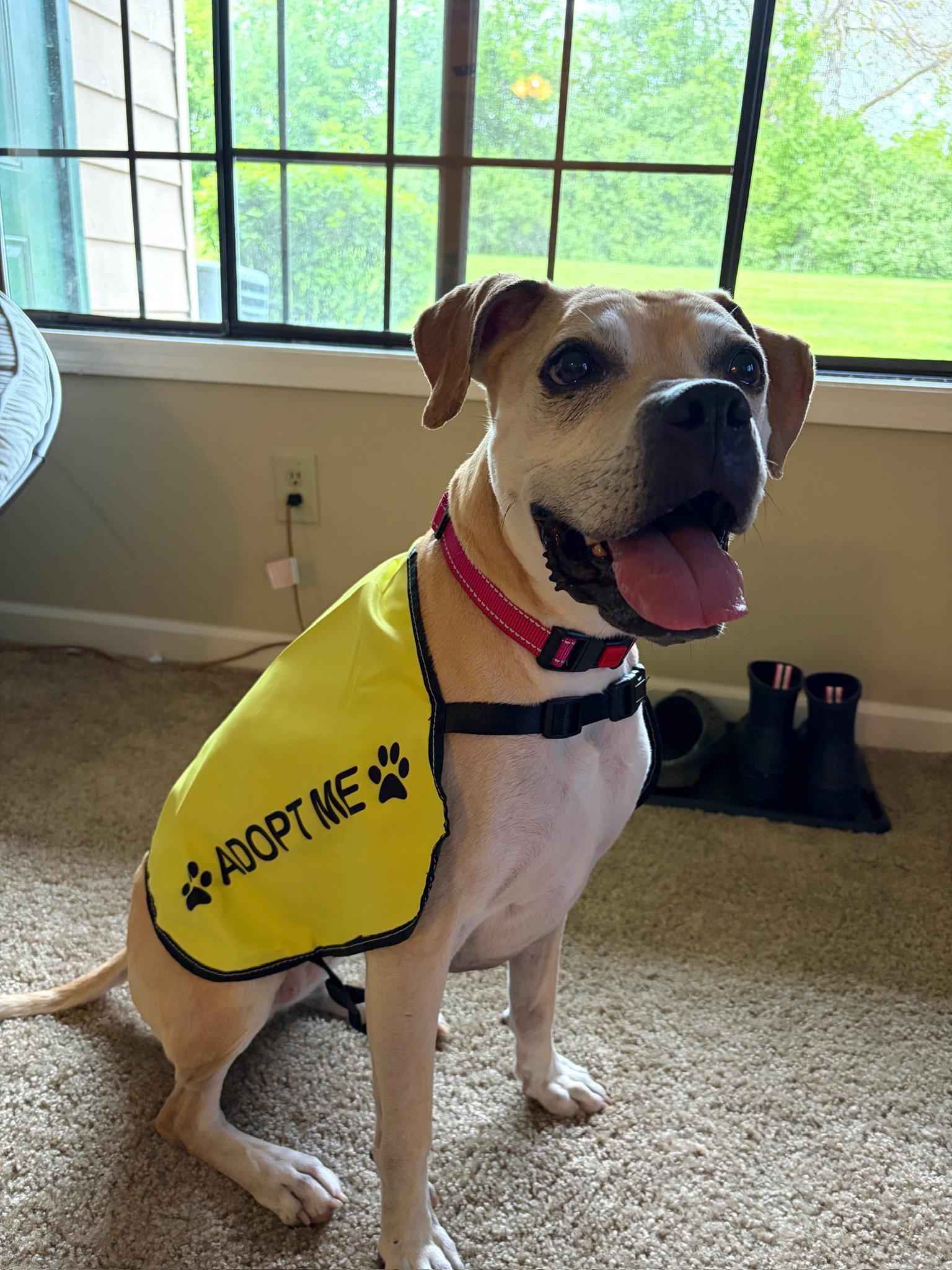 Lulu, Adoptable, Senior Female Boxer & Labrador Retriever.