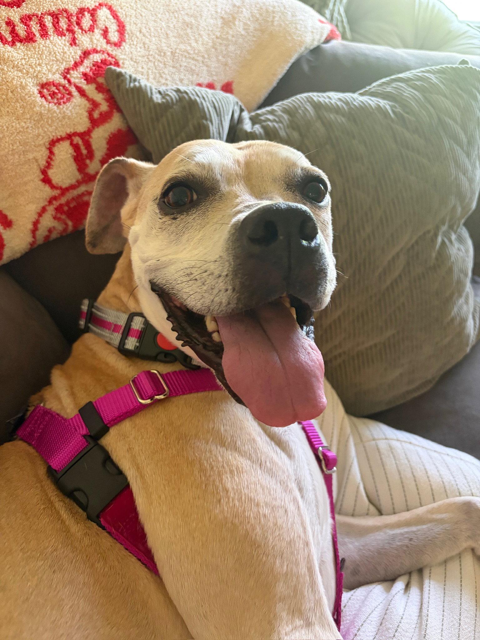 Enlarge Lulu, a Adoptable mixed breed in Fort Wayne, IN image 2/3