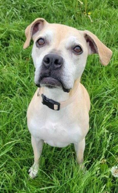 Enlarge Lulu, a Adoptable mixed breed in Fort Wayne, IN image 3/3