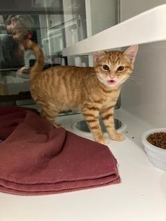 Hermes, Adoptable, Kitten Male Korat.