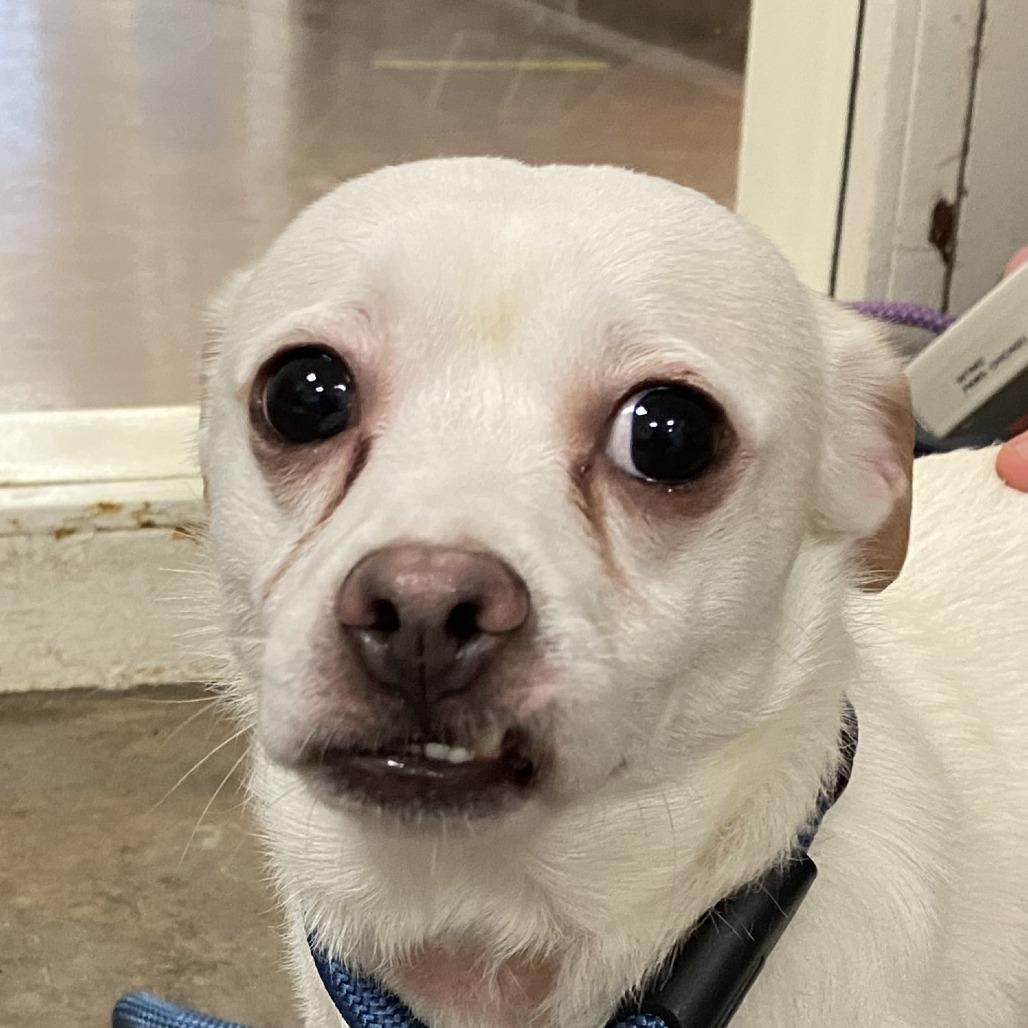 Enlarge Regis, an adopted Mixed Breed in Chicago, IL image 1/1