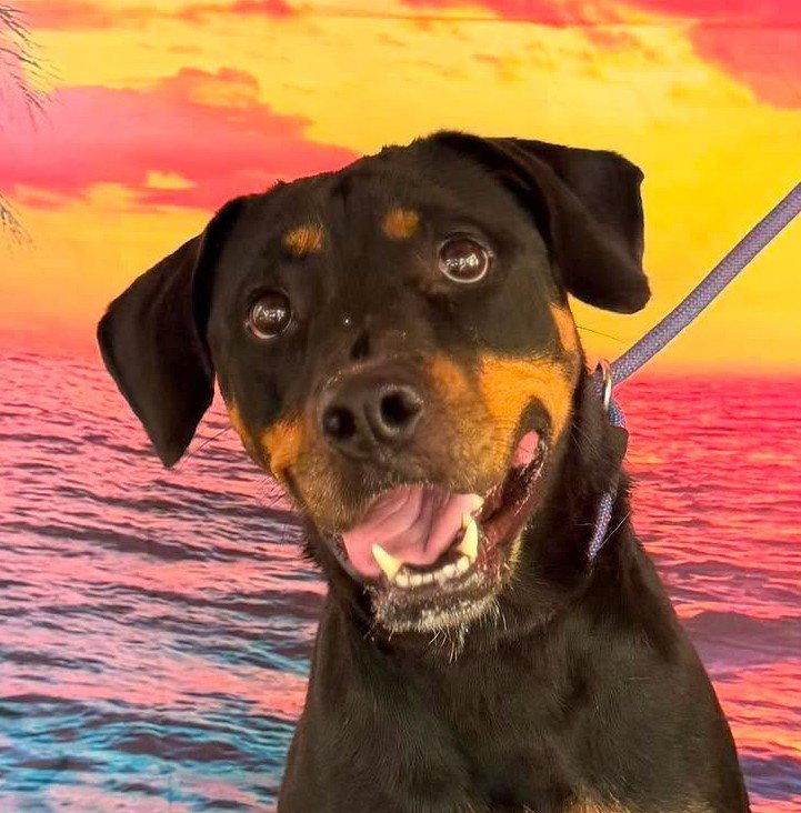 Enlarge Dallas, a Adopted Rottweiler in Hillsboro, NH image 1/3