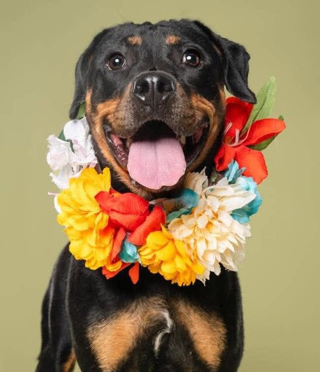 Enlarge Dallas, a Adopted Rottweiler in Hillsboro, NH image 2/3
