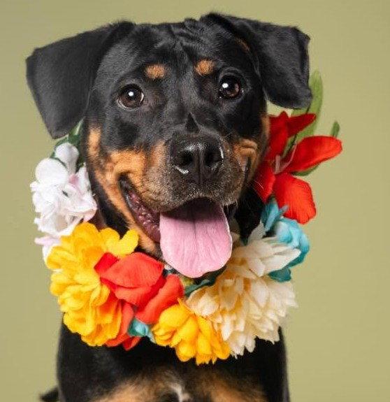 Enlarge Dallas, a Adopted Rottweiler in Hillsboro, NH image 3/3