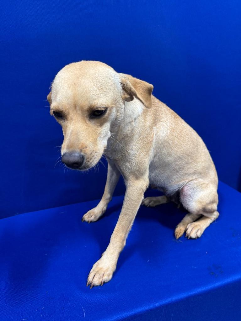 Enlarge Minnie, a Adoptable mixed breed in Ruston, LA image 1/1