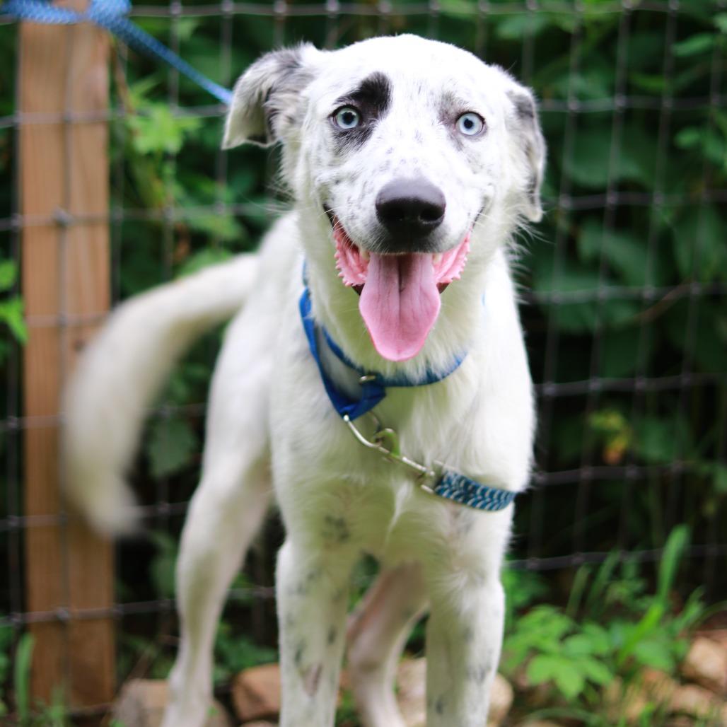 CT Tofu, Adoptable, Young Male Australian Shepherd & Mixed Breed.