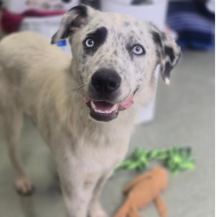 CT Tofu, a Adoptable mixed breed in Eastford, CT image 4/6