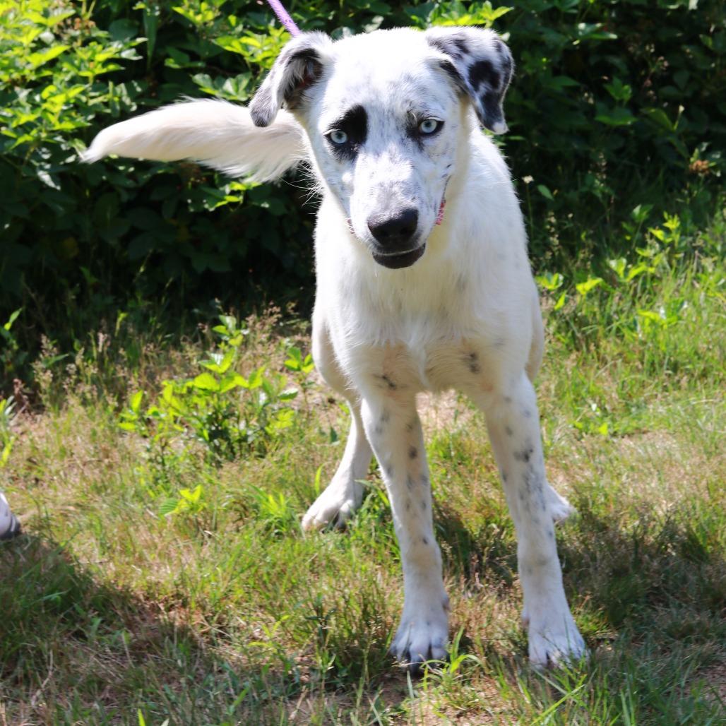 CT Tofu, a Adoptable mixed breed in Eastford, CT image 5/6
