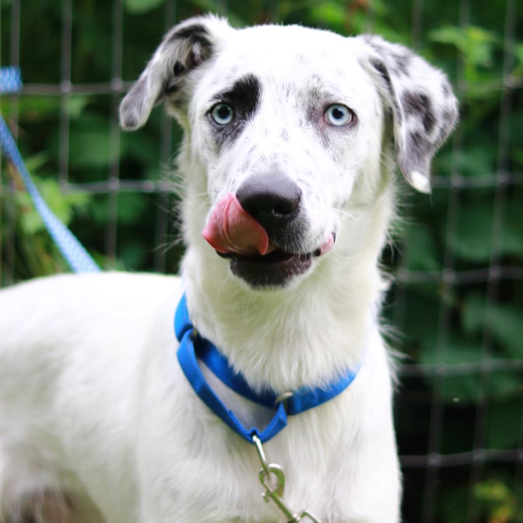 CT Tofu, a Adoptable mixed breed in Eastford, CT image 6/6