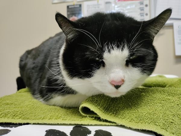 Figero, Adoptable, Adult Male Domestic Short Hair.