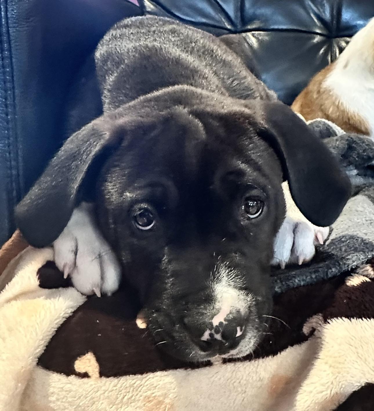 Waylon (Jennings), ADOPTABLE, Puppy Male Pit Bull Terrier.