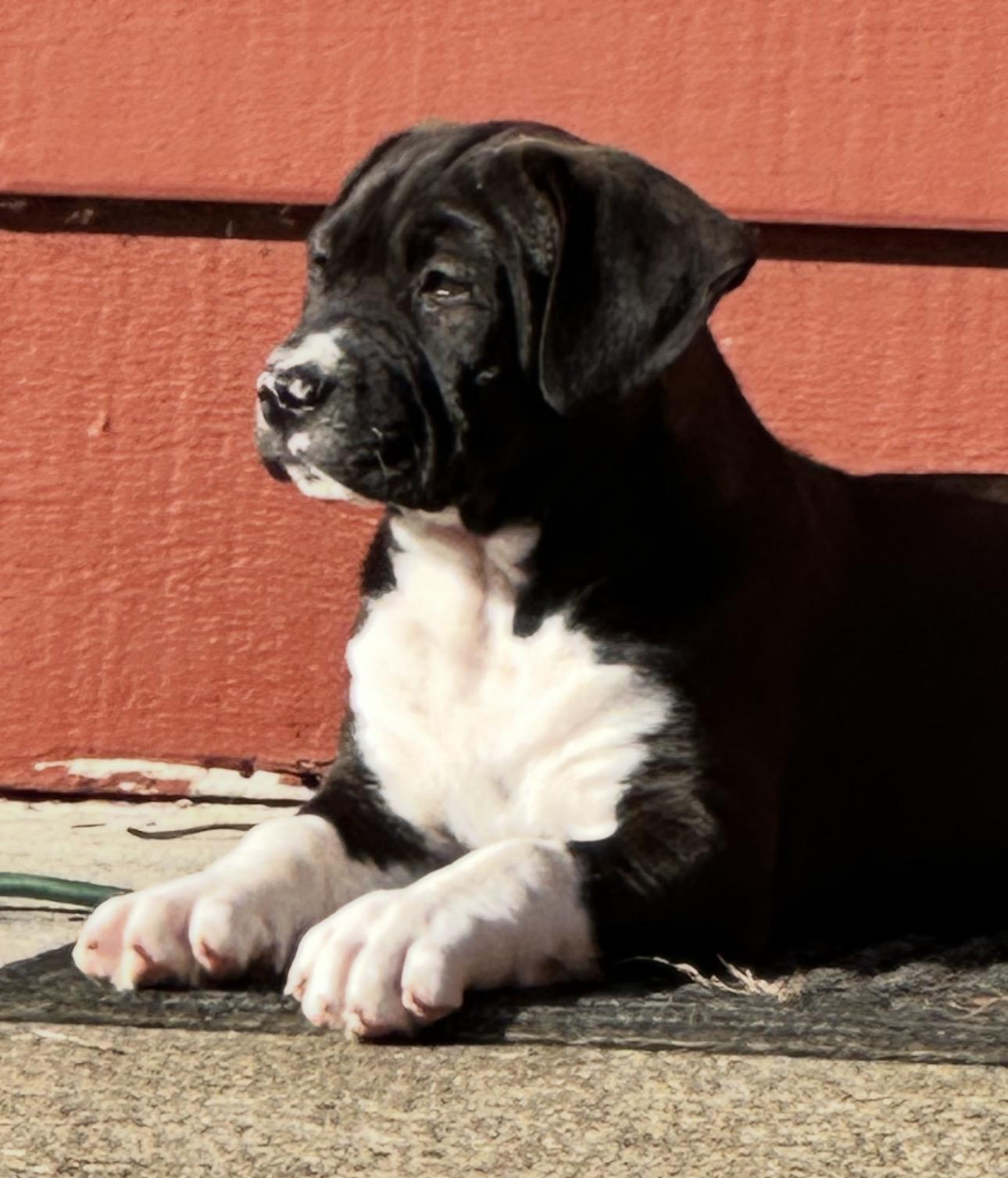 Enlarge Waylon (Jennings), a ADOPTABLE mixed breed in Beaverton, OR image 2/2