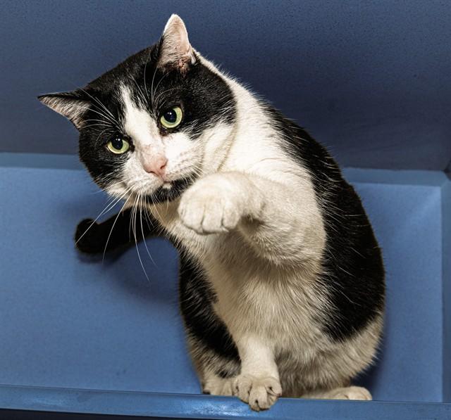 Enlarge HERCULES, a Adoptable Domestic Short Hair in Cookeville, TN image 1/1