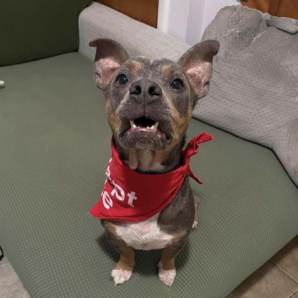 Enlarge Lowell, a Adoptable Mixed Breed in Williston, FL image 2/6