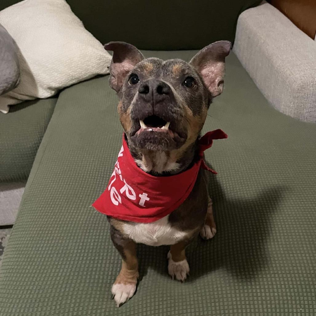 Enlarge Lowell, a Adoptable Mixed Breed in Williston, FL image 3/6