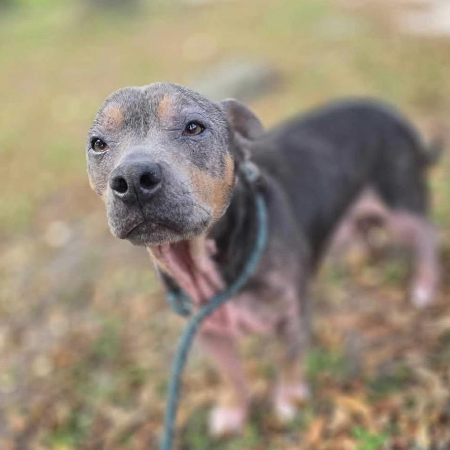 Enlarge Lowell, a Adoptable Mixed Breed in Williston, FL image 4/6