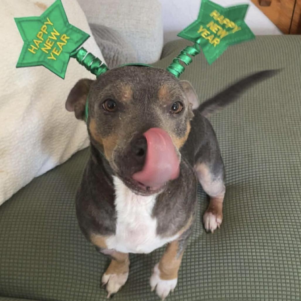 Enlarge Lowell, a Adoptable Mixed Breed in Williston, FL image 5/6