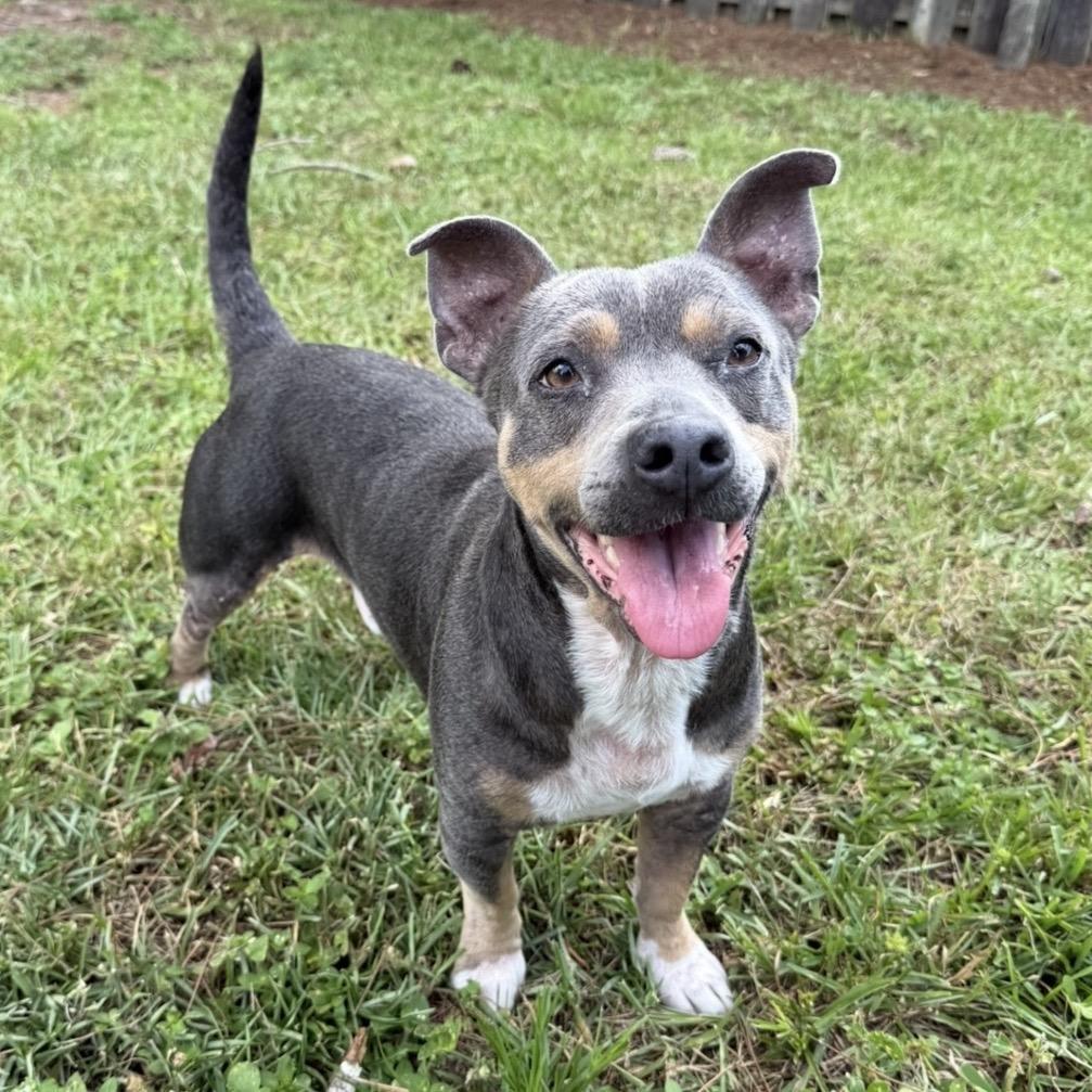 Enlarge Lowell, a Adoptable Mixed Breed in Williston, FL image 6/6