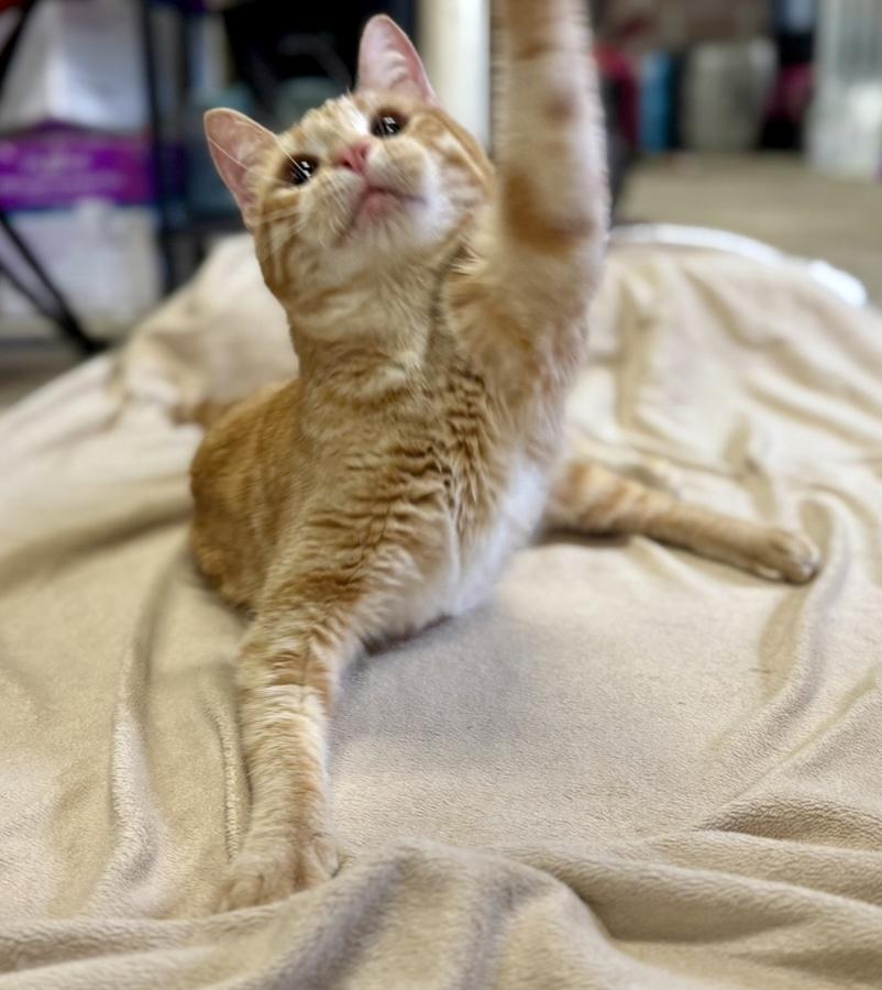 Enlarge Teeter Totter (wobbly kitty), a Adoptable Domestic Short Hair in Covington, LA image 2/6