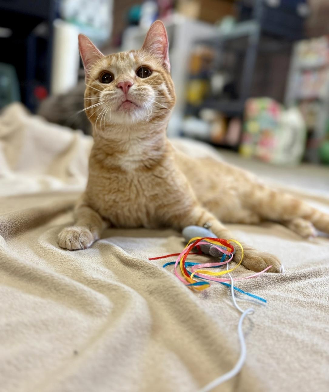 Enlarge Teeter Totter (wobbly kitty), a Adoptable Domestic Short Hair in Covington, LA image 3/6
