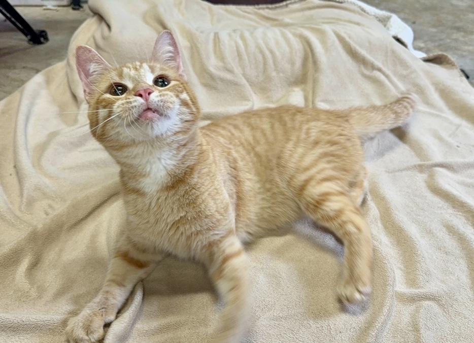 Enlarge Teeter Totter (wobbly kitty), a Adoptable Domestic Short Hair in Covington, LA image 6/6