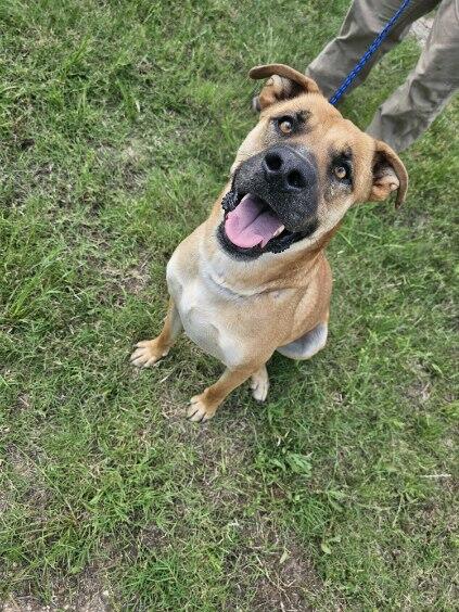 Hank, Adopted, Adult Male Black Mouth Cur.