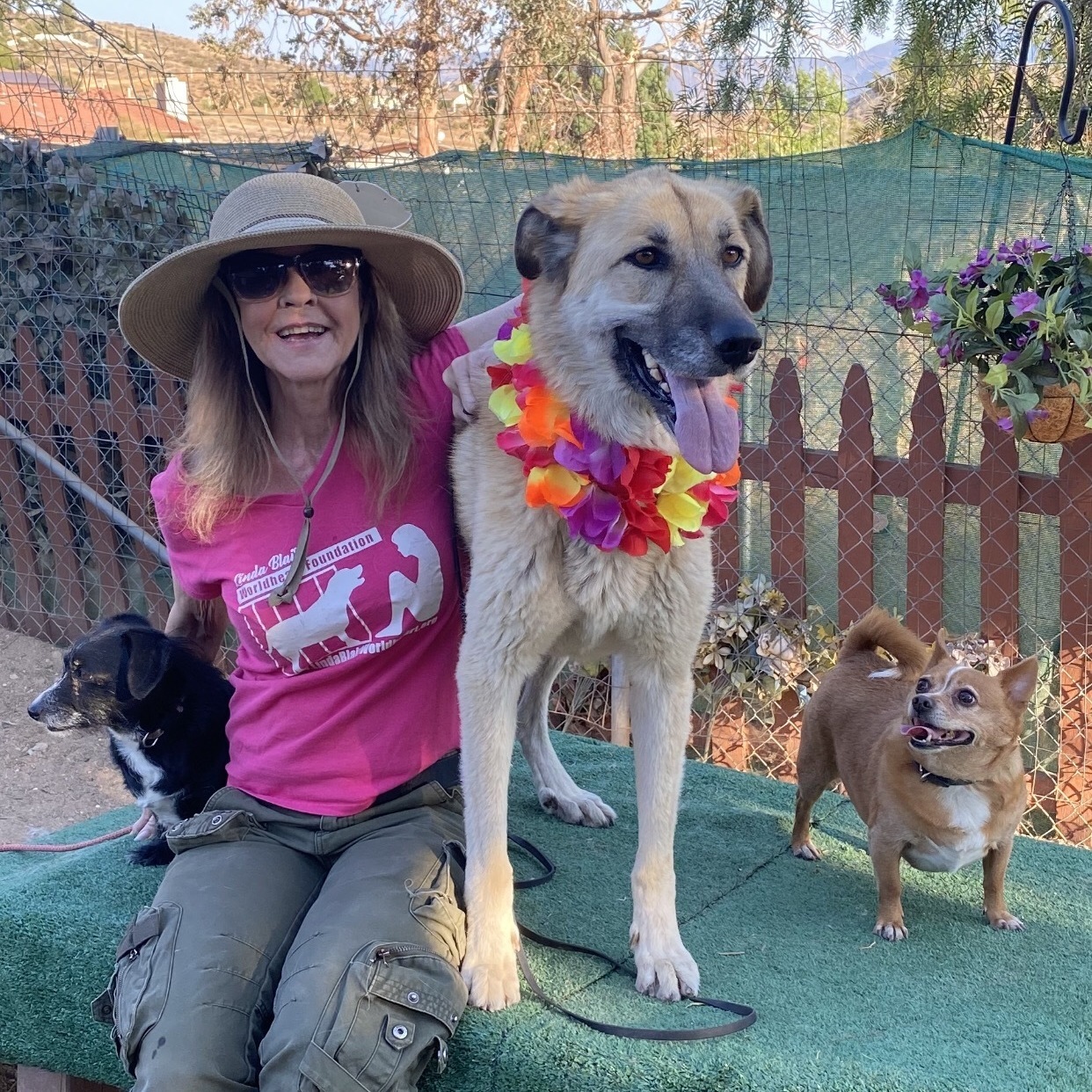 Enlarge BELLA, a Adoptable mixed breed in Acton, CA image 8/12