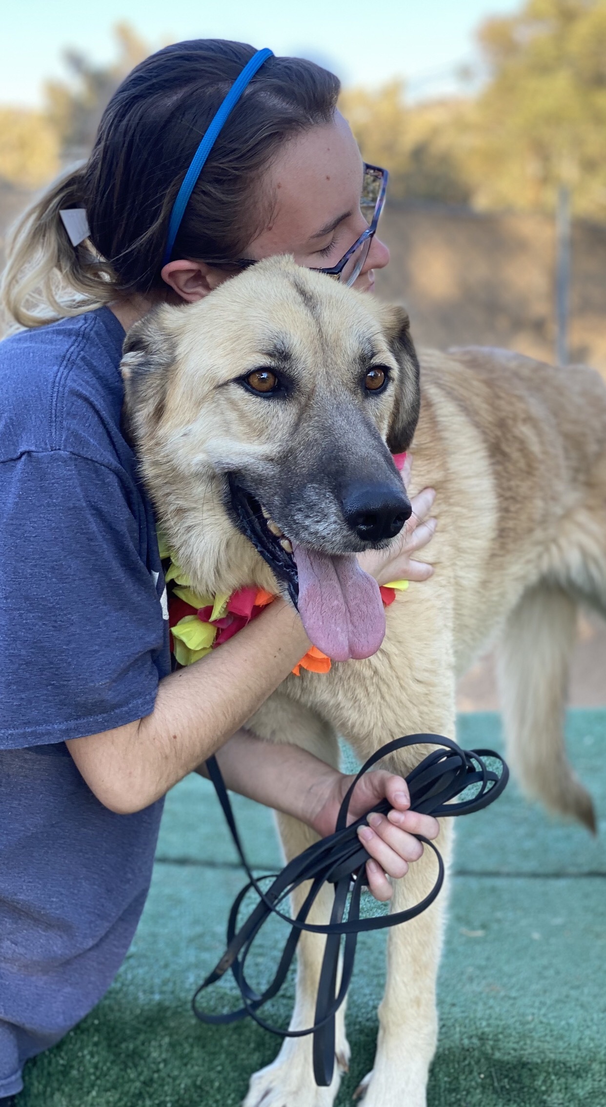 Enlarge BELLA, a Adoptable mixed breed in Acton, CA image 9/12
