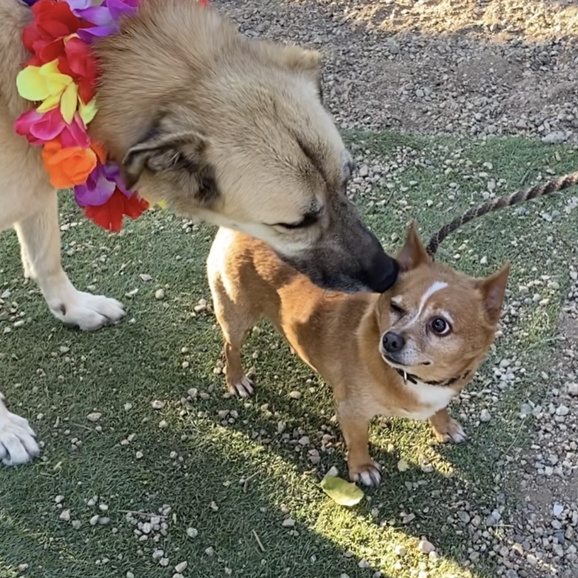 Enlarge BELLA, a Adoptable mixed breed in Acton, CA image 11/12