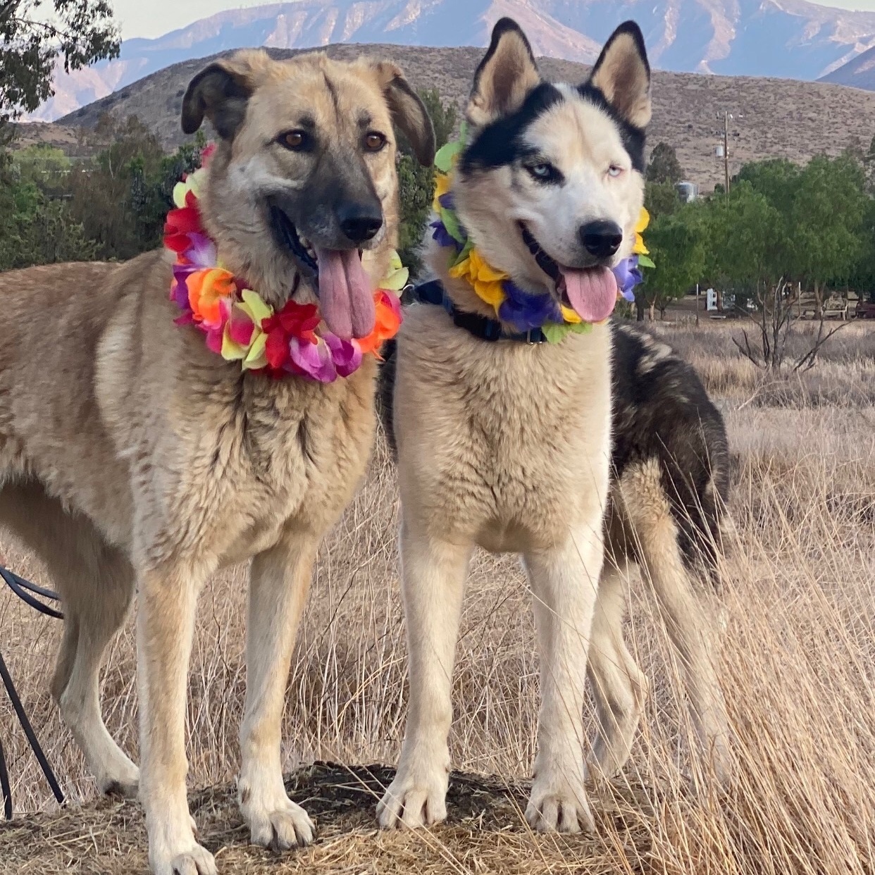 BELLA, Adoptable, Adult Female Shepherd & Borzoi.