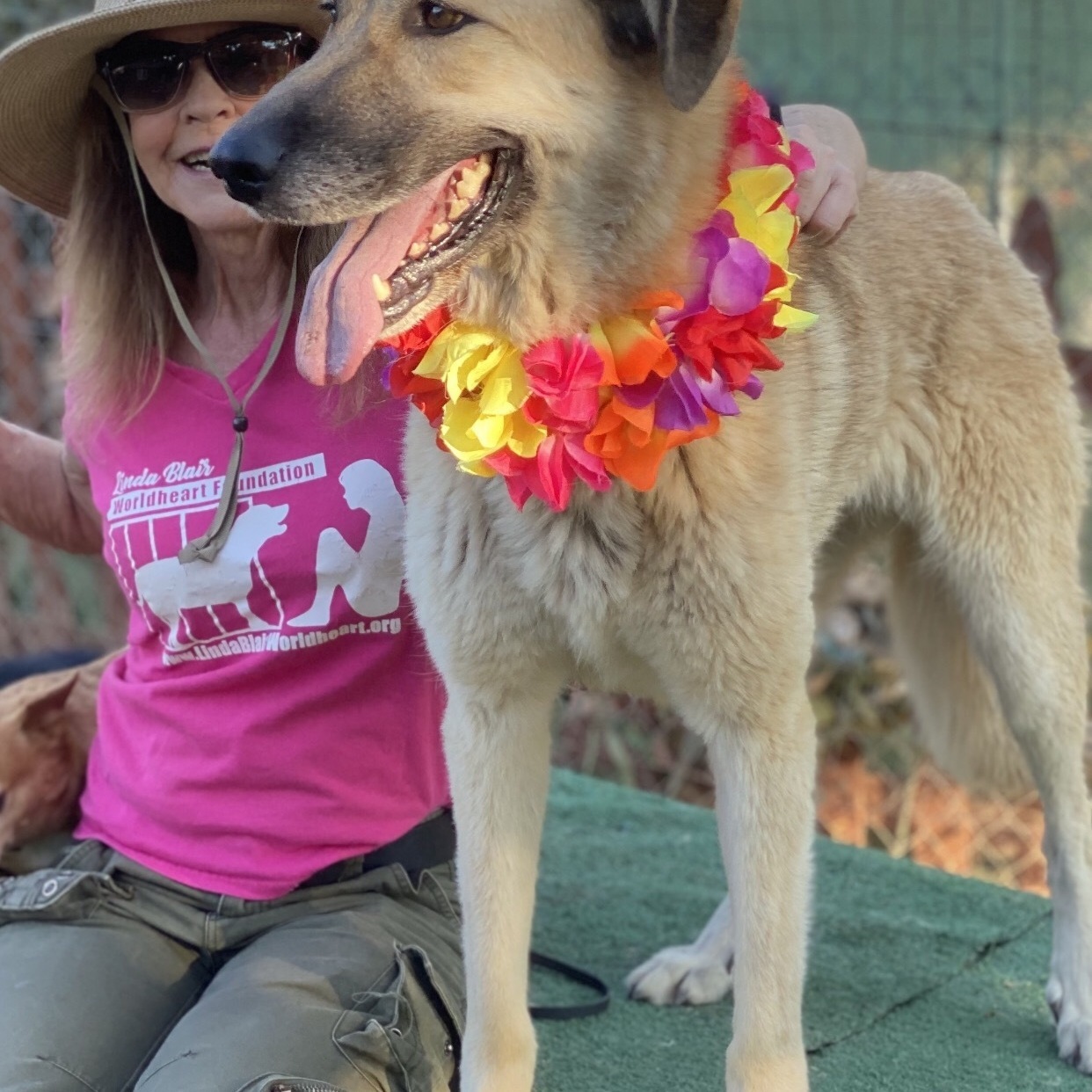 Enlarge BELLA, a Adoptable mixed breed in Acton, CA image 12/12