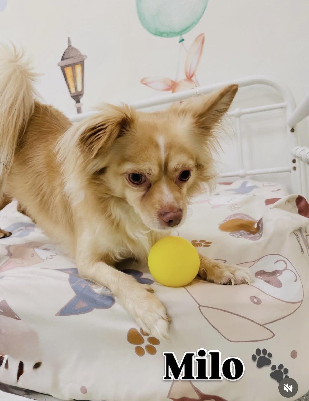 Milo, Adoptable, Young Male Pomeranian & Chihuahua.