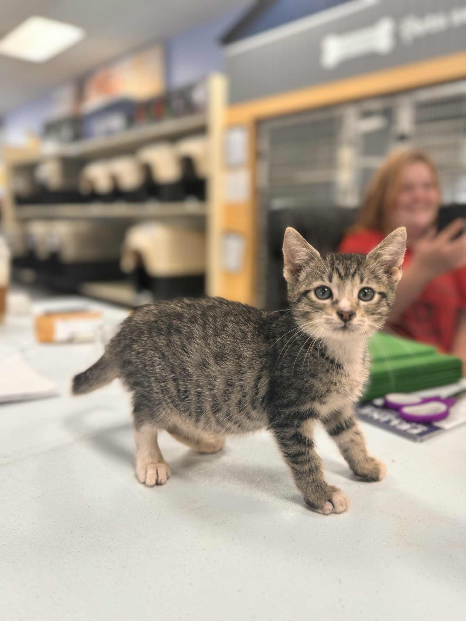 Gabriel, a Adoptable Domestic Short Hair in Mount Pleasant, TX image 3/4