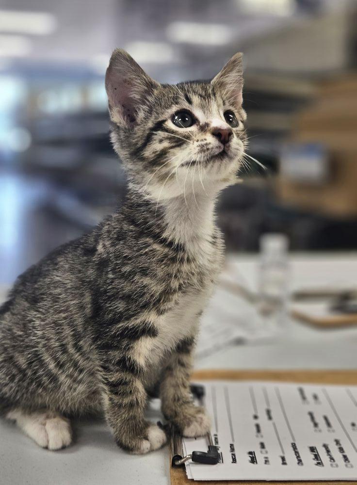 Gabriel, Adoptable, Kitten Male Domestic Short Hair.