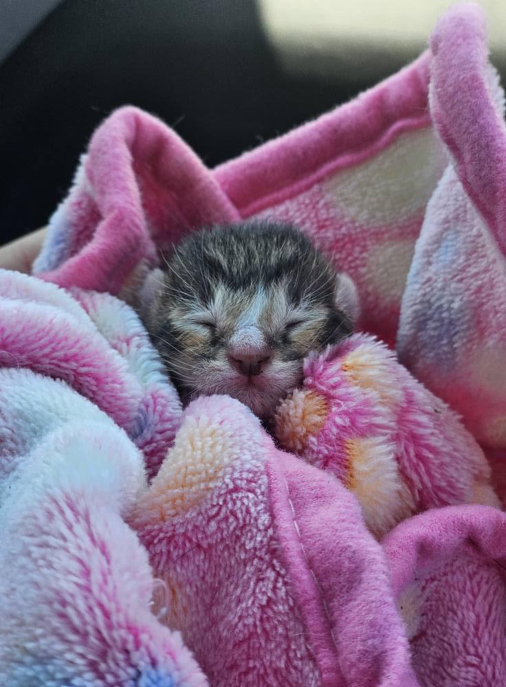 Gabriel, a Adoptable Domestic Short Hair in Mount Pleasant, TX image 4/4