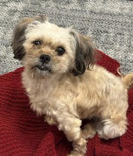 Georgia {COMING SOON}, Adoptable, Adult Female Shih Tzu & Brussels Griffon.