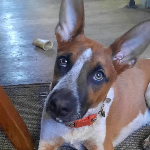 Jack
