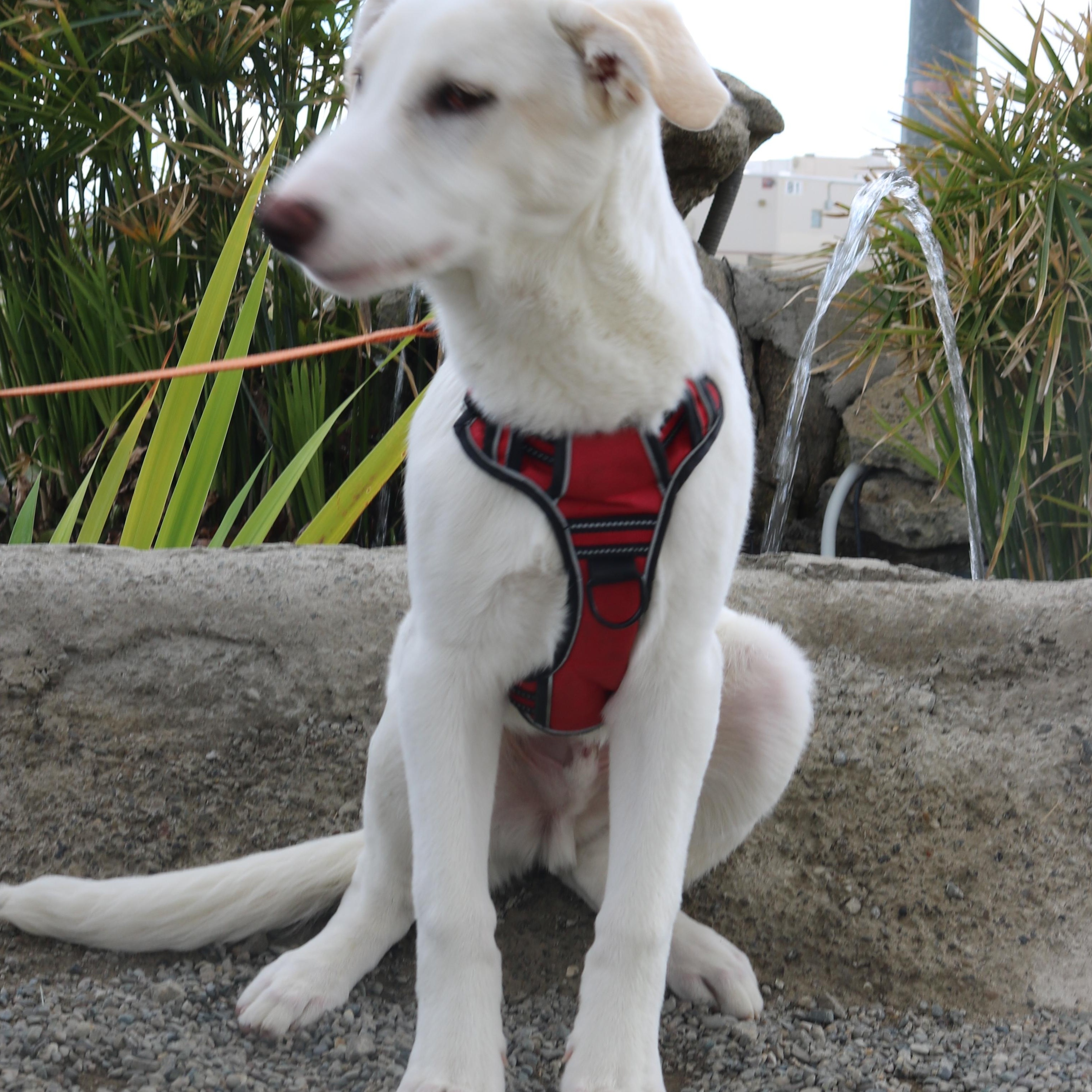 Chomper, a Adoptable mixed breed in Santa Clara, CA image 2/4