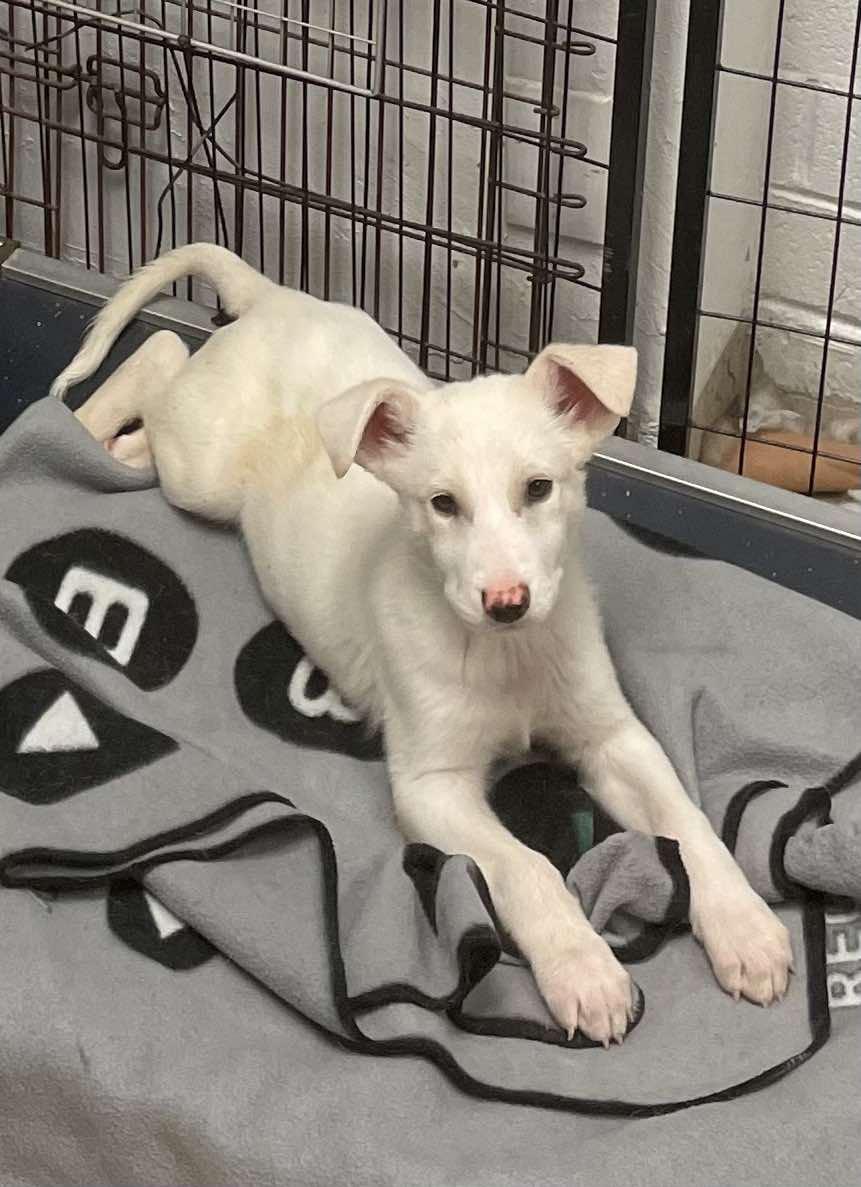 Chomper, a Adoptable mixed breed in Santa Clara, CA image 3/4