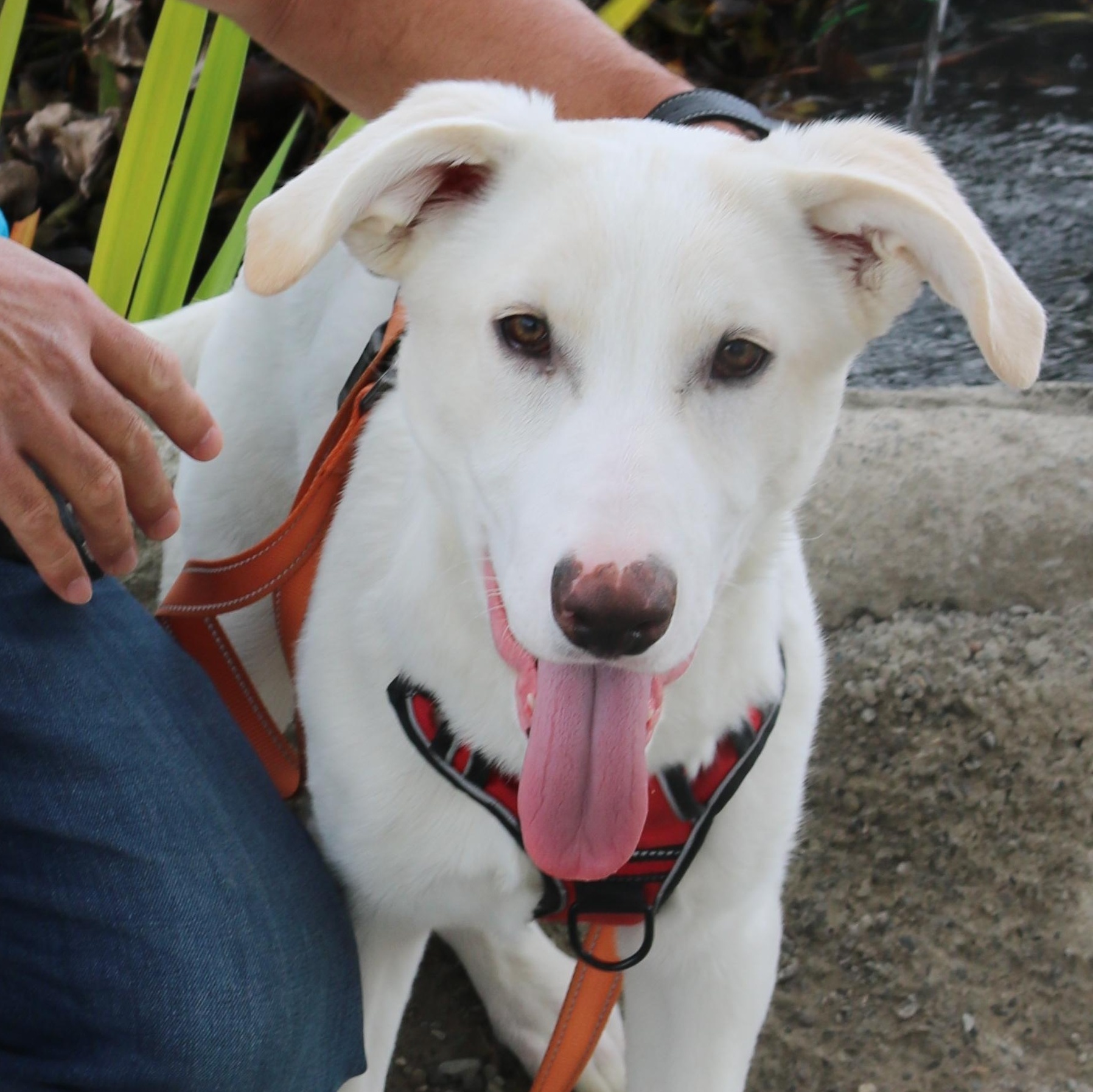 Chomper, a Adoptable mixed breed in Santa Clara, CA image 1/4