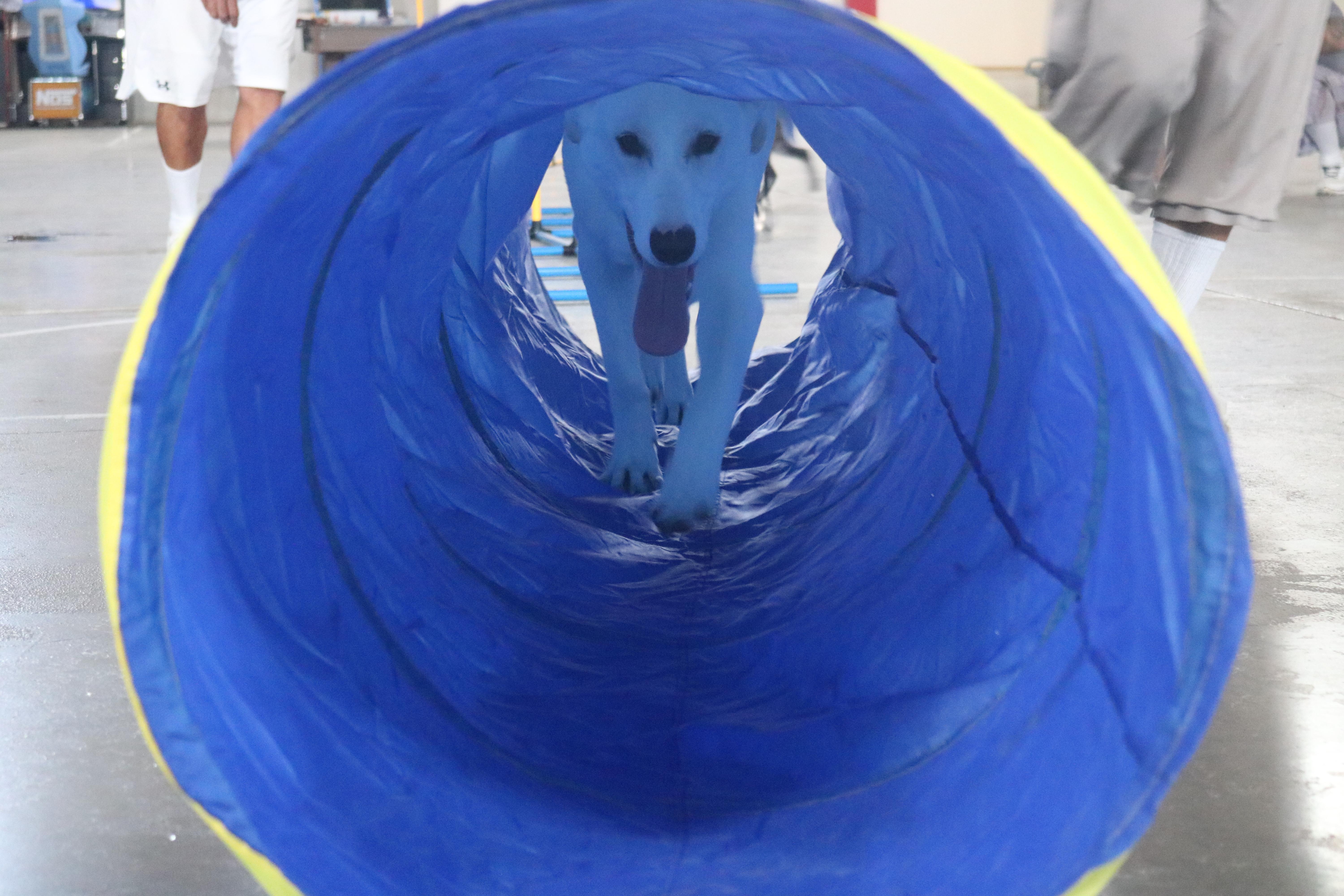 Chomper, a Adoptable mixed breed in Santa Clara, CA image 4/4