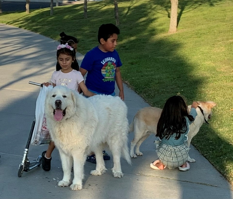 BOYO, Adopted, Adult Male Great Pyrenees.