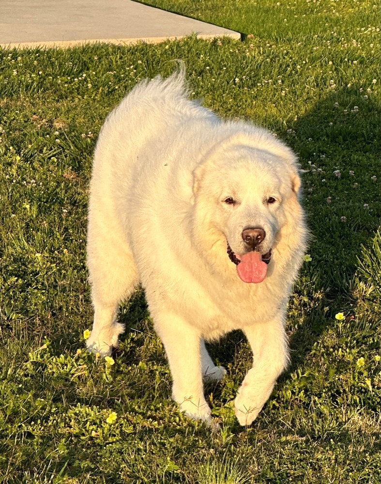 Enlarge BOYO, a Adopted Great Pyrenees in Amboy, WA image 2/3