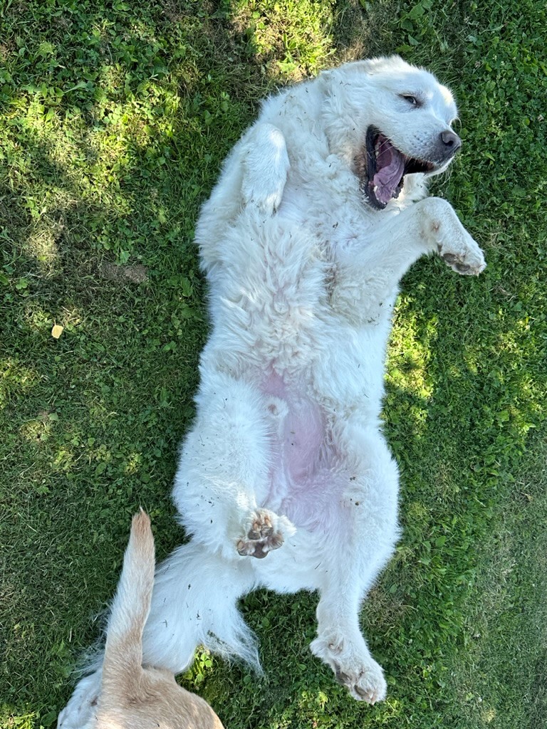 Enlarge BOYO, a Adopted Great Pyrenees in Amboy, WA image 3/3