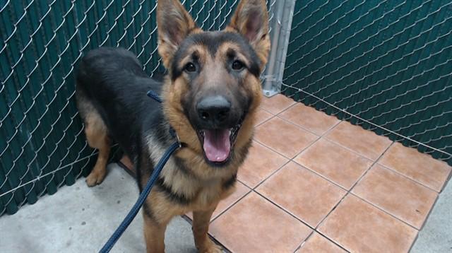 JERRY, Adoptable, Young Male German Shepherd Dog.