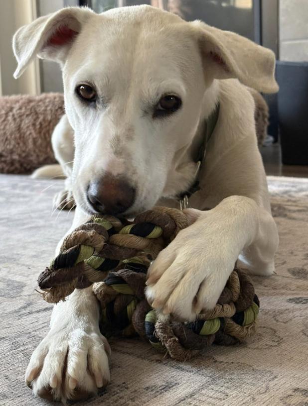 Enlarge Billy, a Adopted mixed breed in Niagara Falls, ON image 1/6