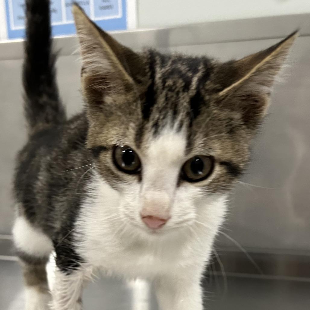 Enlarge Bandito, a Adoptable Domestic Short Hair in Washburn, MO image 1/1