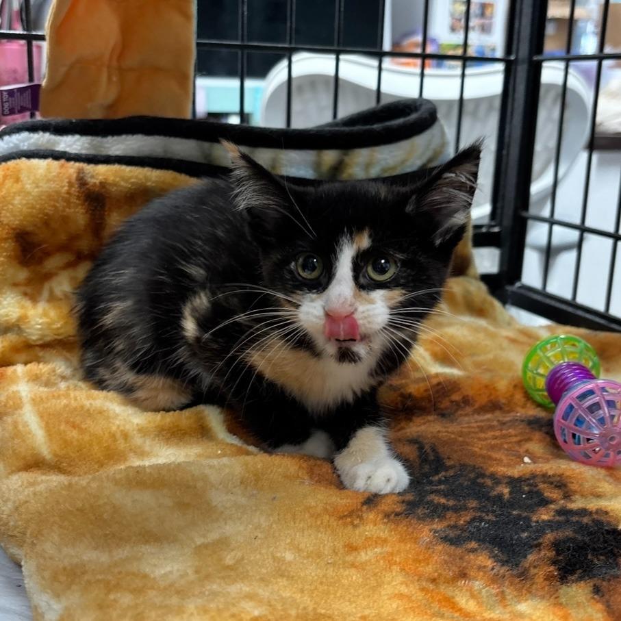 Effie, Adoptable, Young Female Domestic Short Hair.
